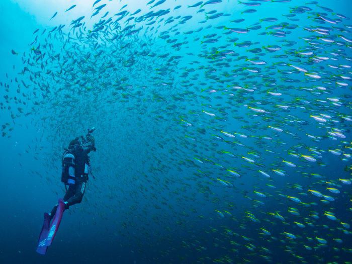 青く抜けた海中にタカべの大群が玉になったり広がったり‥‥写真/マリンロード