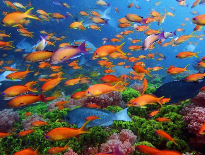 ソフトコーラルを背景に湧き出すように現れるキンギョハナダイの大群 写真/マリンロード