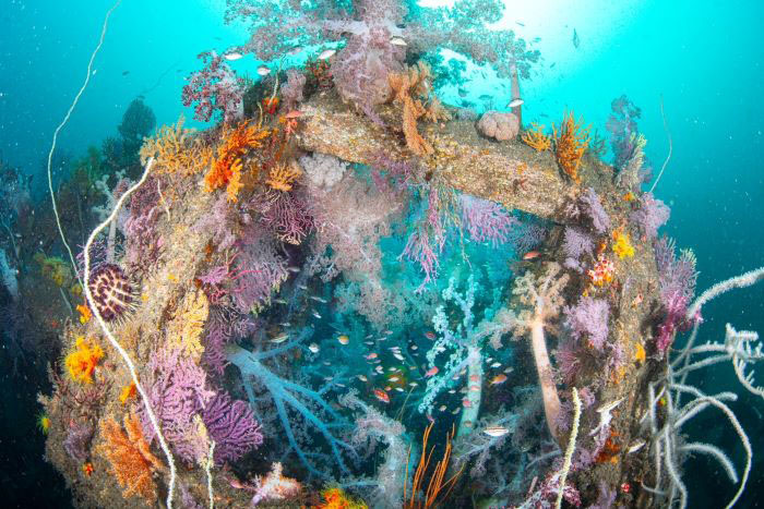 自然が創り出したソフトコーラルのアートが見られるキューブ魚礁 写真/マリンロード