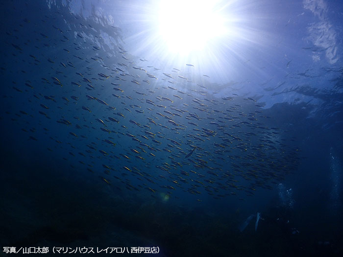 透明度がアップしてきて、すべてのスポットで回遊魚が見られるようになります。タカベの群れもキレイ