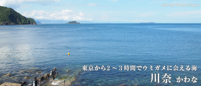 東京から2〜3時間でウミガメに会える海　川奈　かわな 