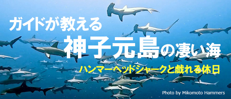 ガイドが教える神子元島の凄い海