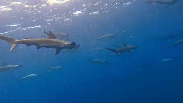 プランクトンが増え、他の魚たちが集まってくるとハンマーも群れ群れに