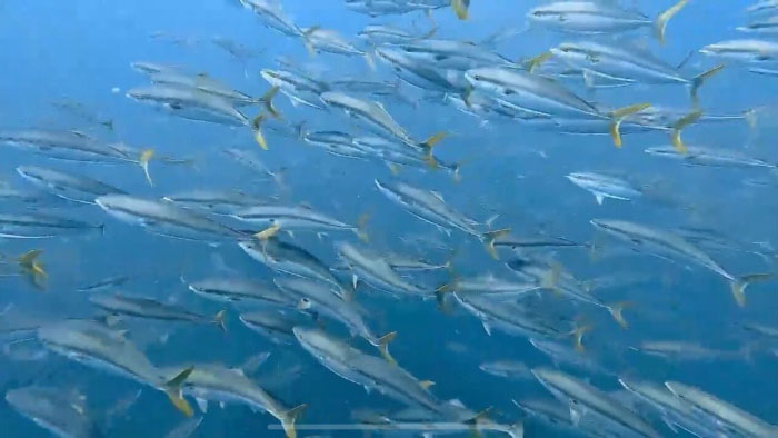 成長魚ブリのほぼ成魚バージョン、ワラサも群れ群れ