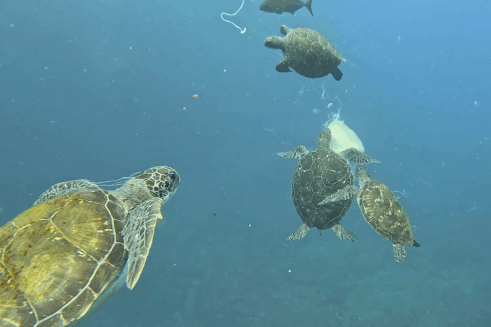 海面近くでぷかぷか泳いでいたクラゲを食すアオウミガメたち