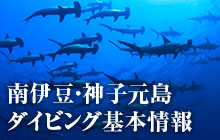 ハンマーヘッドシャークに会える、日本で一番アツイ海!?神子元島 ダイビング基本情報