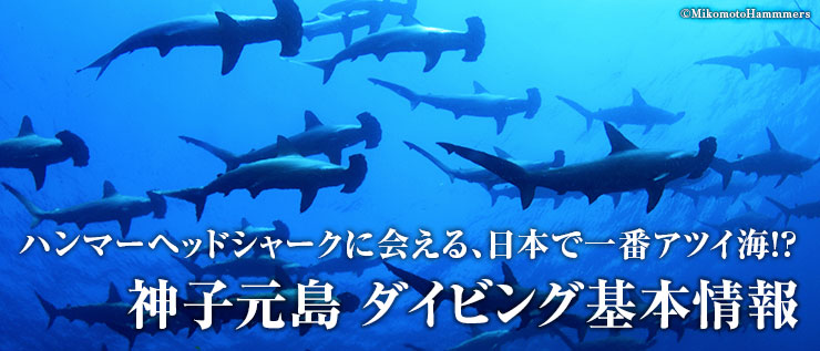 ハンマーヘッドシャークに会える、日本で一番アツイ海!?南伊豆・神子元島 ダイビング基本情報
