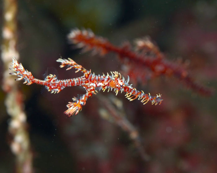 南からやってくる季節来遊魚の中でも人気のニシキフウライウオ