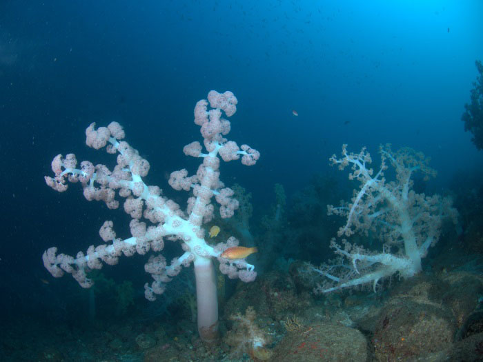 青い海には立派に育ったウミトサカが林立。ベラも寄ってきます