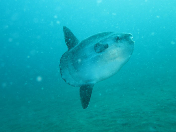 春先に遭遇率が高いマンボウ