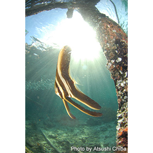 「マリーナ前」の浅瀬で見つけたミカヅキツバメウオの若魚。ゆったりとした泳ぎ方がとても優雅