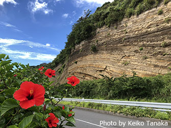 大島一周道路で見られる、通称「バームクーヘン」と呼ばれる地層切断面