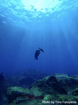 テーブルサンゴが生える海をカメが泳ぎ、まるで南国