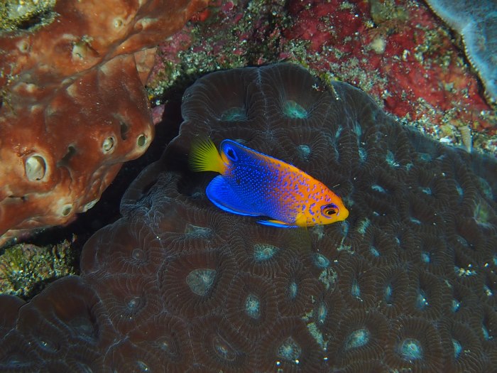 サンゴ礁域に生息するレンテンヤッコの幼魚。色鮮やかで美しい