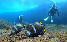 八丈島の海が愛される３つの理由