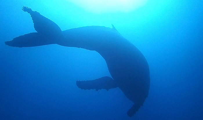 「八重根」で遭遇したザトウクジラ