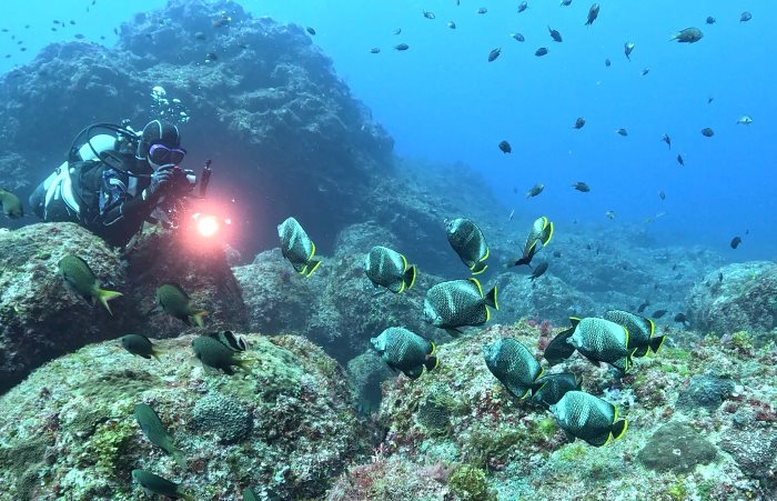 八丈島の海で会えるユウゼンは日本固有種のチョウチョウウオの仲間。ブルーの海によく映える