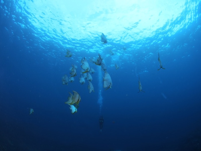 透明度の高い海で、さまざまな魚群に出会える。ツバメウオの群れもよく見られる