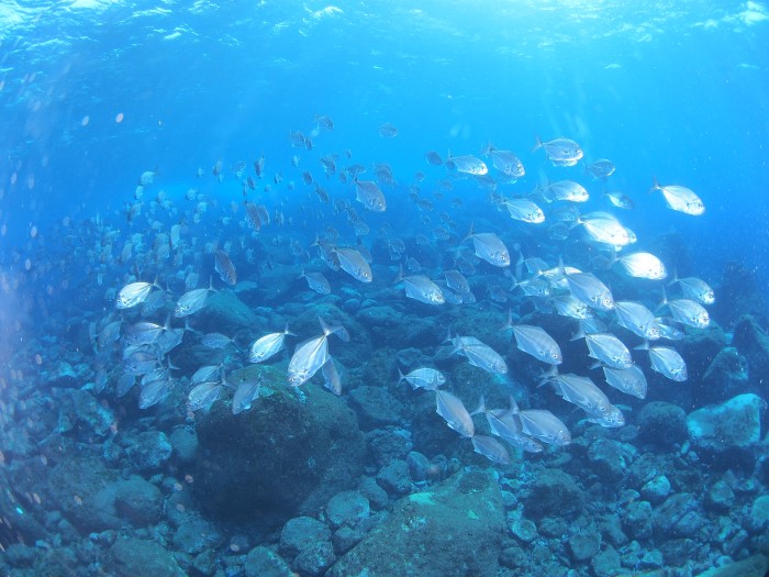 回遊魚も多数やって来る。夏から秋にかけてよく見られる