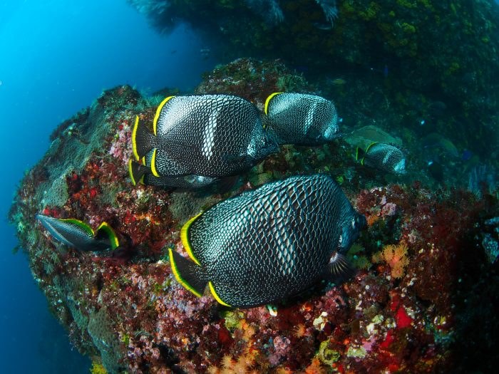 友禅織のような模様が入るユウゼン。伊豆諸島、小笠原諸島などで見られる