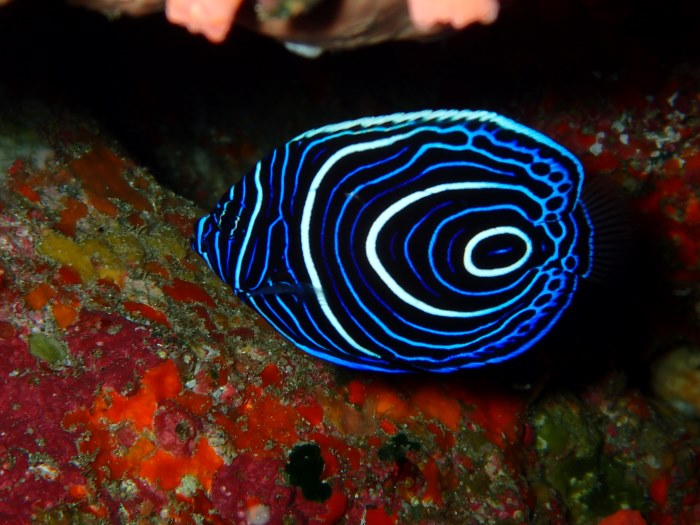 渦巻のような模様が目印のタテジマキンチャクダイの幼魚