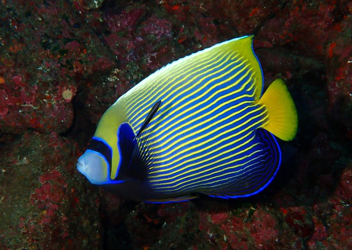 黄色とブルーの鮮やかなコントラストがひと際目立つタテジマキンチャクダイの成魚。成長とともに模様が変わる様子が、八丈島では観察できる