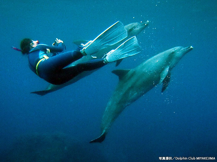 比較的浅いところでイルカたちが泳いでくれるので、スキンダイビングで深く潜れなくても一緒に遊べるのがうれしい
