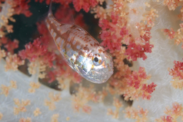 日本では柏島で初めて発見されたイナズマヒカリイシモチ。体長4cmぐらいの小柄なテンジクダイの仲間