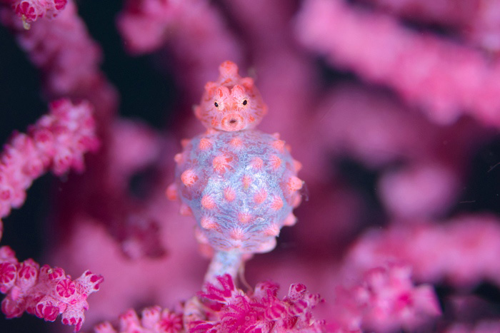 コダマタツと和名が提唱されているピグミーシーホースの姿も