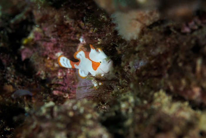 カエルアンコウの中でもクマドリカエルアンコウも生息