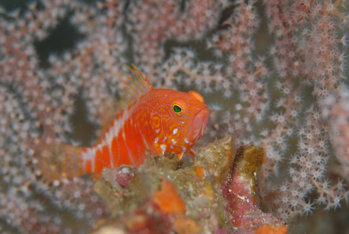 色鮮やかなオシャレハナダイも。撮影にはライトやストロボが必要ですね♪