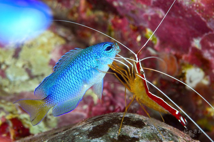 スズメダイの仲間がアカスジエビにクリーニングされています！