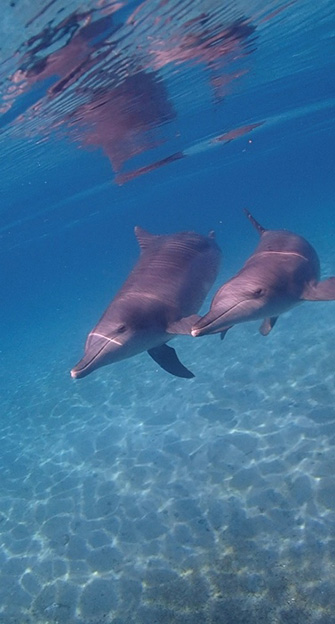 「全ツアー野生イルカの遭遇率100%！」と撮影者の大西さん
