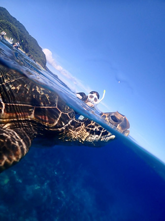 スノーケリングでも会えるウミガメですが、ダイビングでももちろん会えます！
