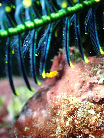 ウミシダの先にエイリアンのようなヒメオオアミ（アミ科の生きもの）が！