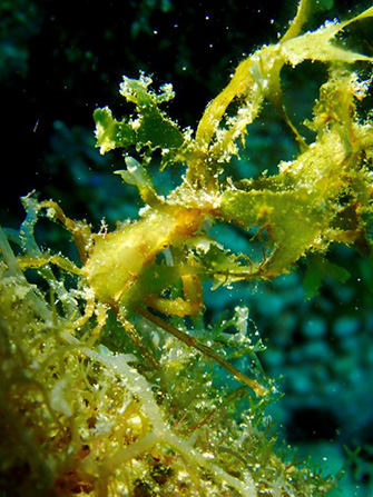 海藻に擬態しているカニの仲間。たぶんコノハガニだと思うのですが、不思議な生態ですね