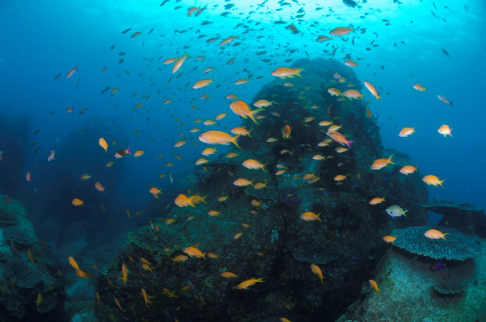 根に群れるキンギョハナダイもブルーの海に映えてとても美しい季節