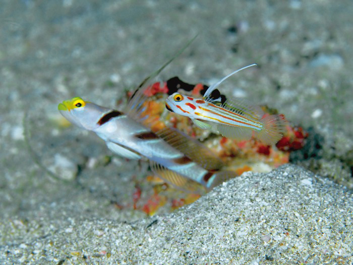 ヒレナガネジリンボウとヤシャハゼを一つの画面に収まることも珍しくありません