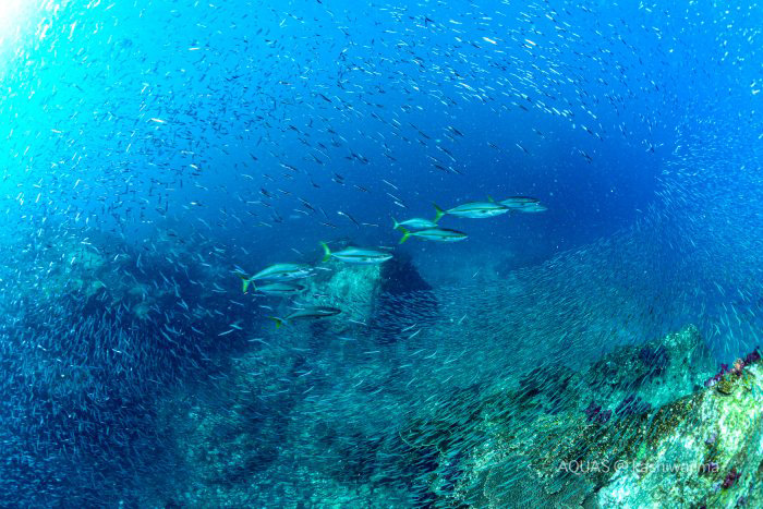 キビナゴのシャワーを捕食しにやってきたブリの編隊。スピード感もたまりません