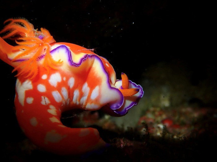 色鮮やかなフタイロニシキウミウシも見つかります