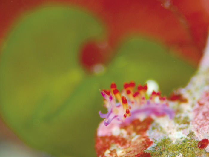 小さくてかわいらしいウミウシもいっぱい！　こちらはルージュミノウミウシ