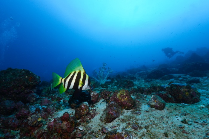 温帯の魚として人気のテングダイも泳ぎ回っています