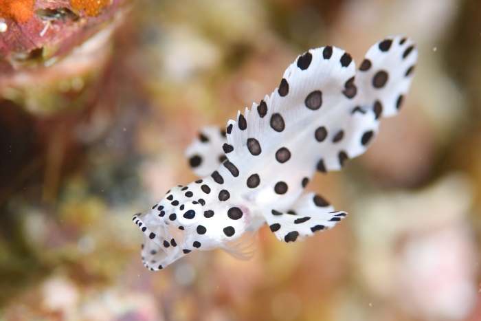 透明感がたまらない、サラサハタの幼魚