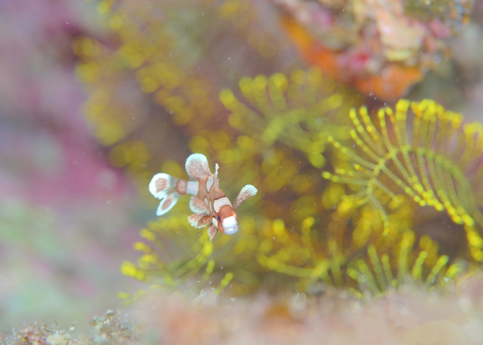 チョウチョウコショウダイの幼魚は動きもたまらないかわいさ