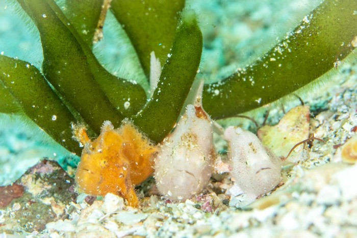 カエルアンコウが3尾そろい踏み
