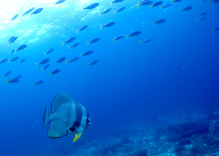 青~い海中をウメイロモドキの群れが。その下でツバメウオが悠然と