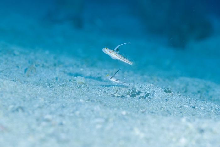 ヤシャハゼとヒレナガネジリンボウが一緒に巣穴に