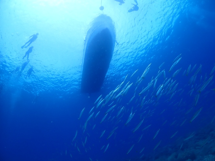 青い海にカマスの群れも