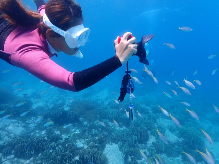 シコロサンゴの群落が浅瀬に。魚群もやってきます