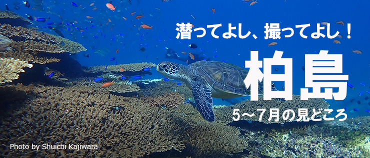 柏島5～7月の見どころ